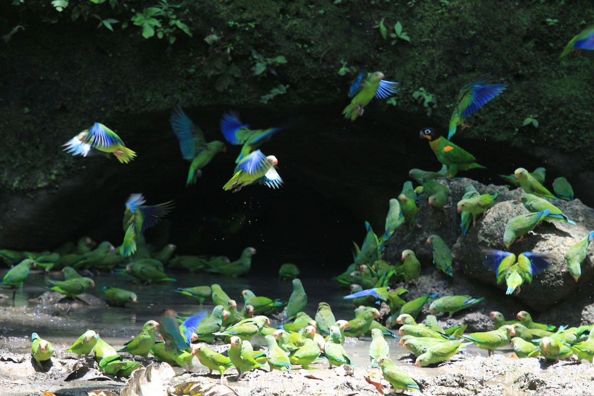 Mavi Kanatlı Papağan - ML621181608