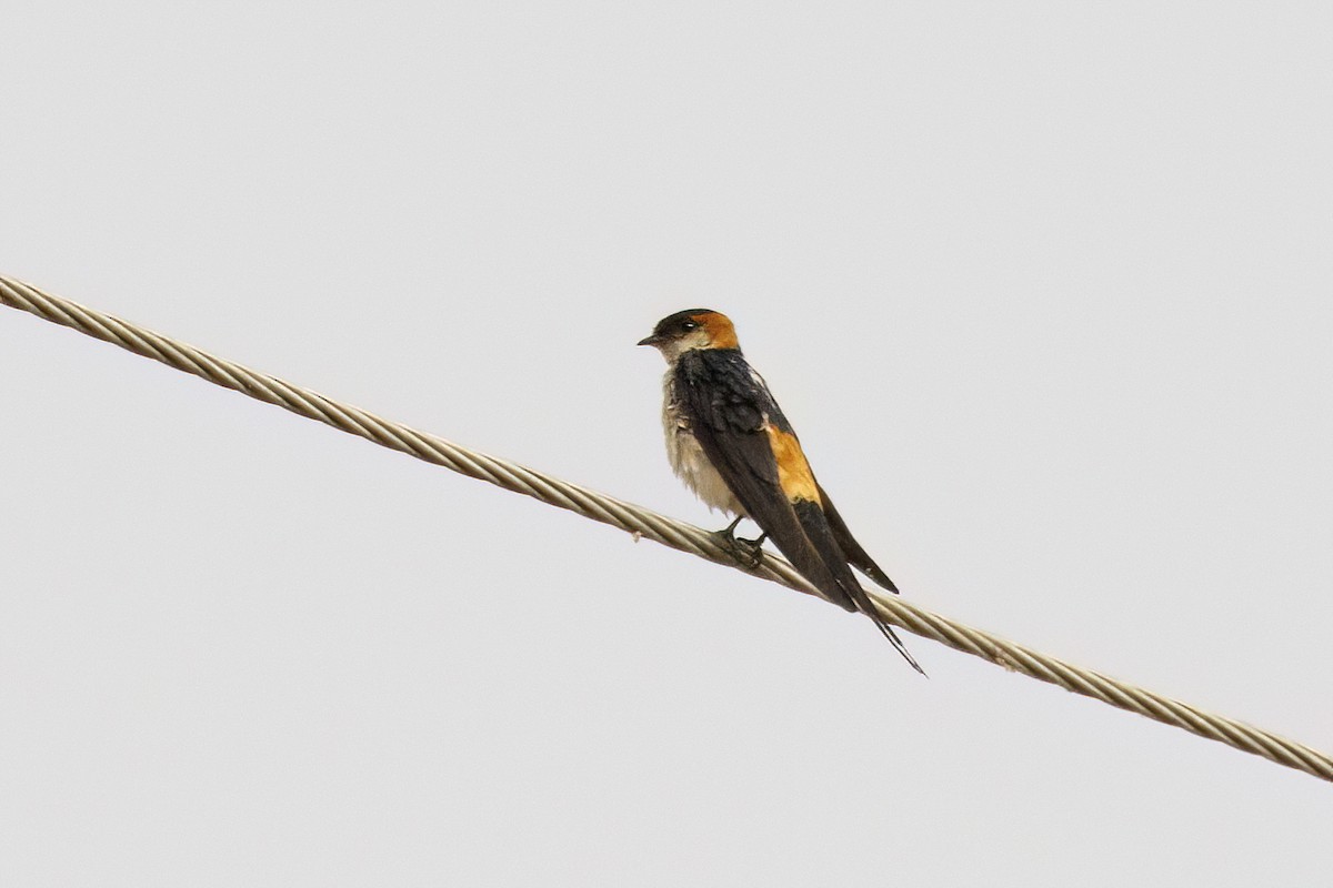 Red-rumped Swallow (West African) - ML621181611