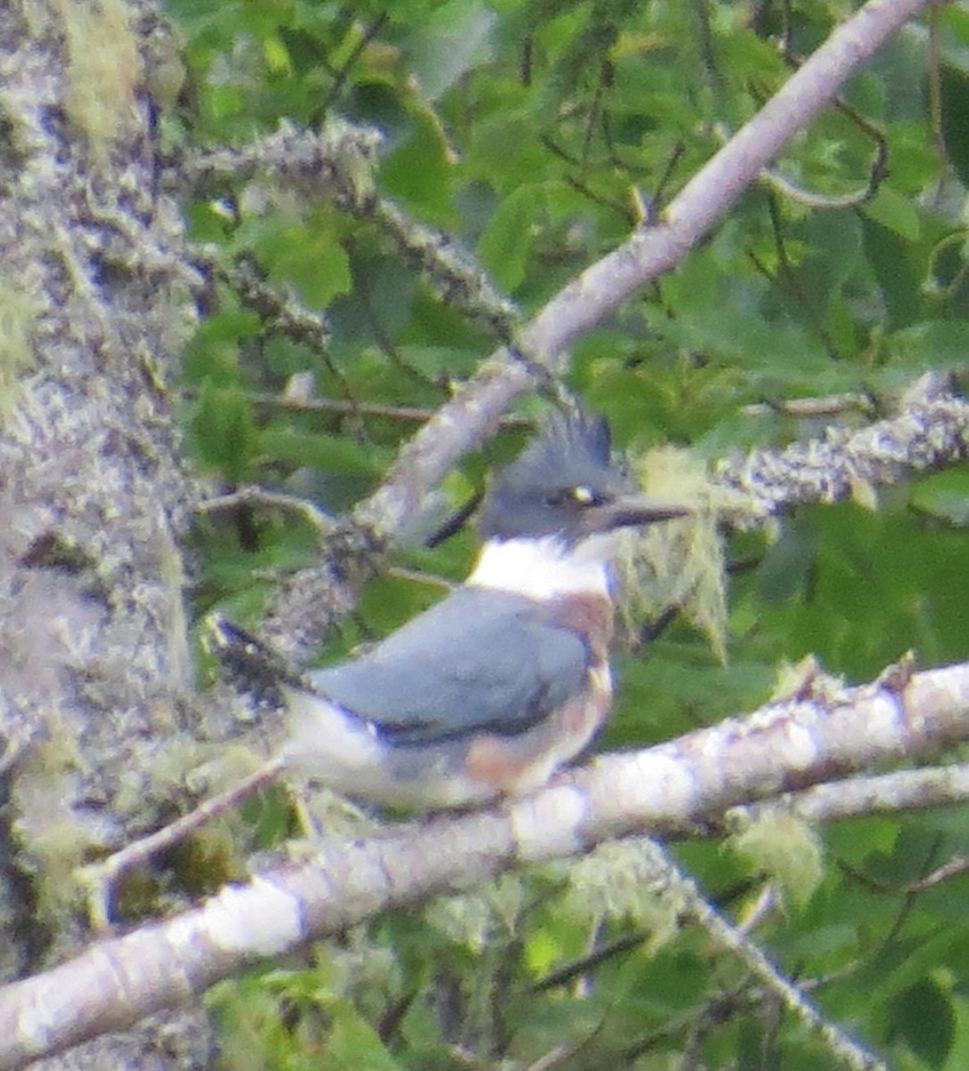 Belted Kingfisher - ML621181625