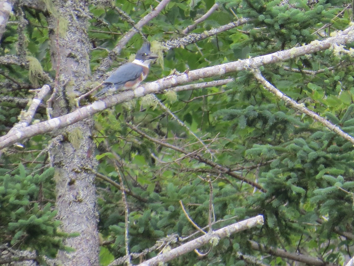 Belted Kingfisher - ML621181628