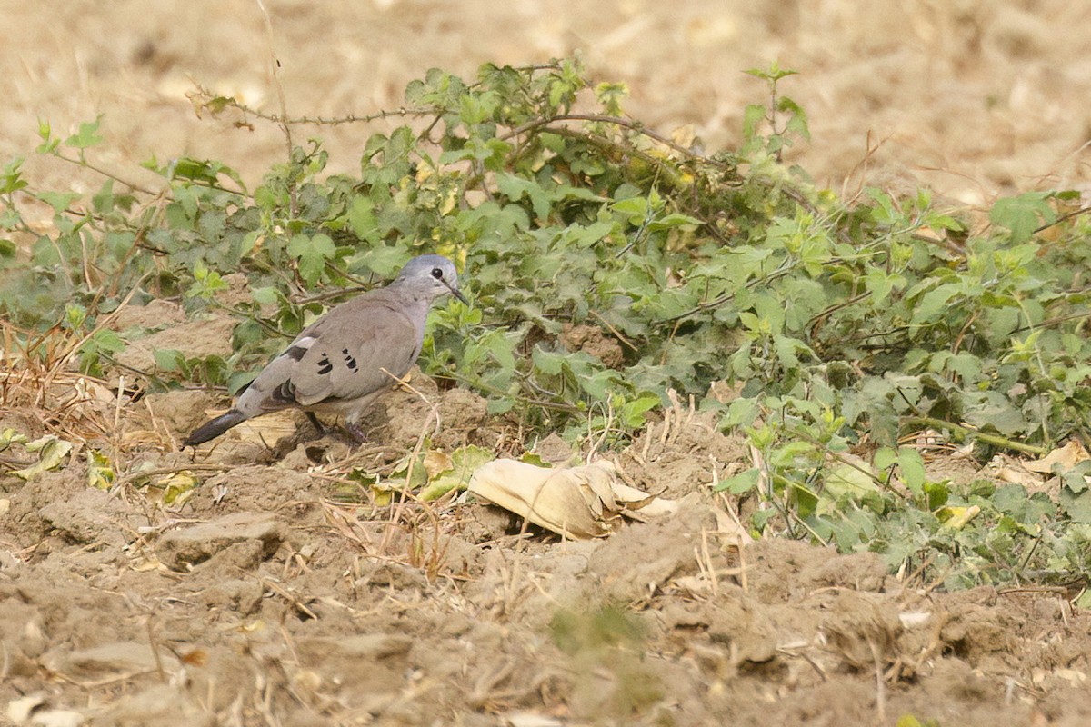 Black-billed Wood-Dove - ML621181643