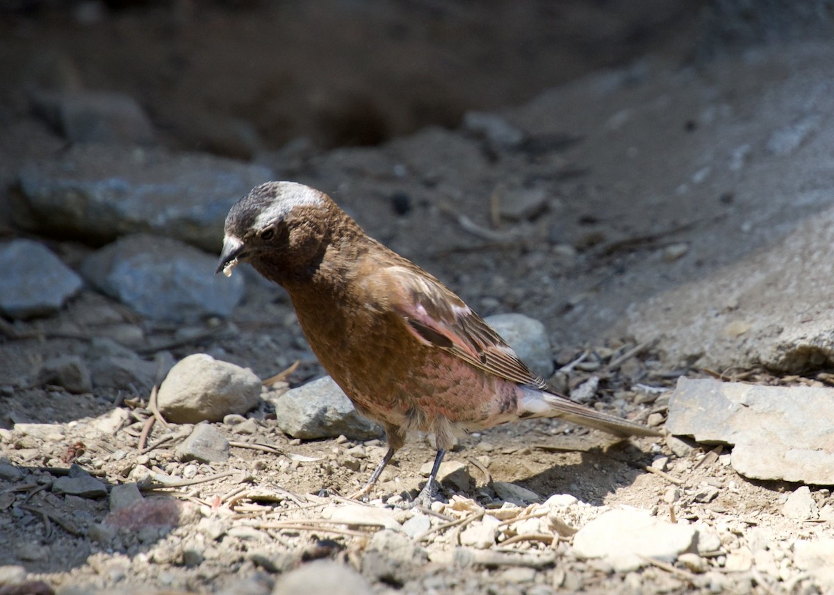 Gray-crowned Rosy-Finch - ML621181655