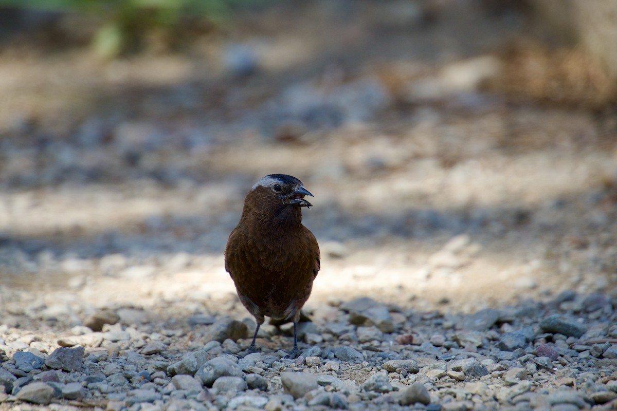 Gray-crowned Rosy-Finch - ML621181656