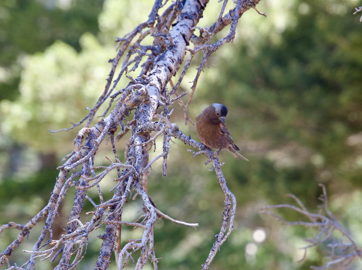 Gray-crowned Rosy-Finch - ML621181657