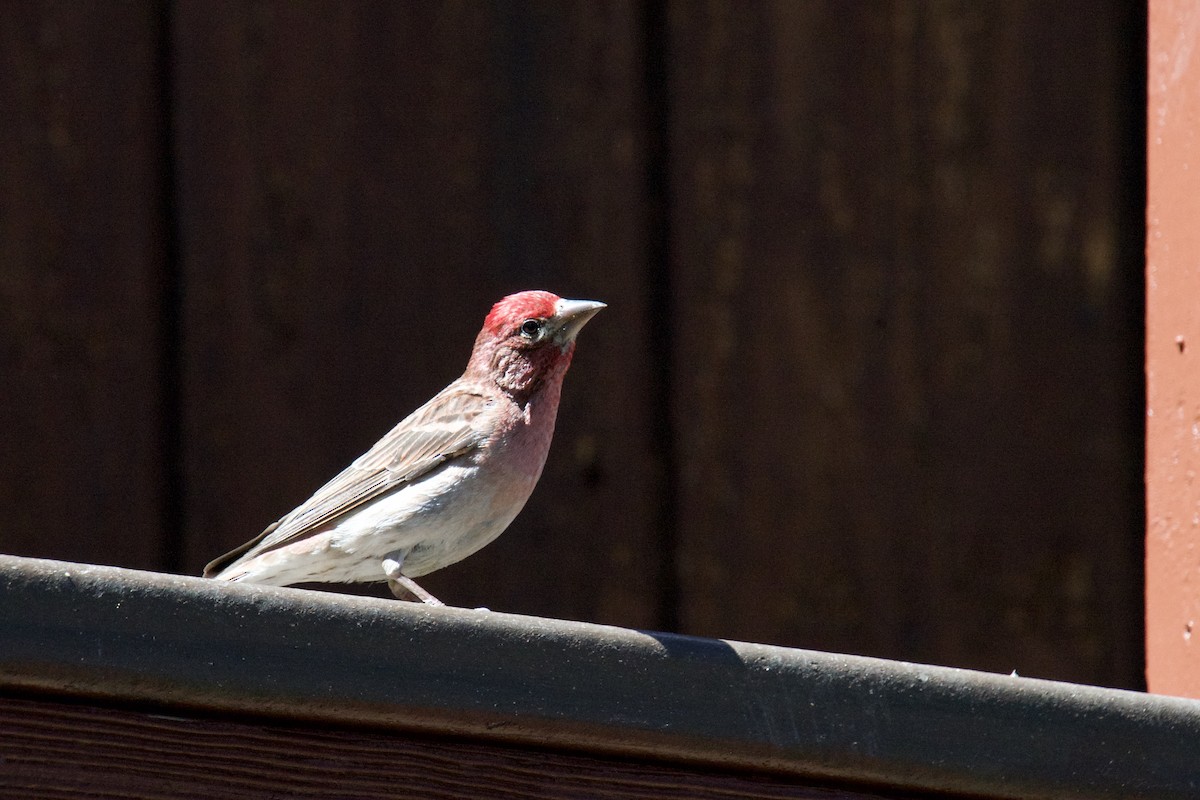 Cassin's Finch - ML621181663
