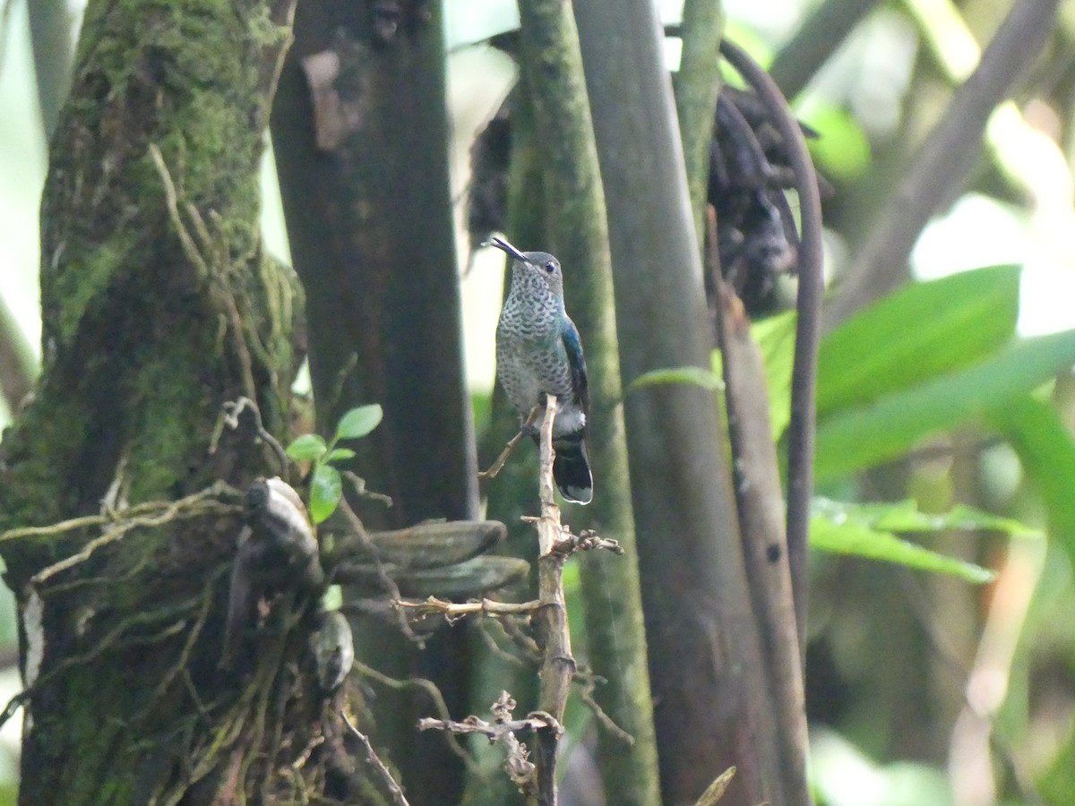 kolibřík skvrnitoprsý - ML621181668