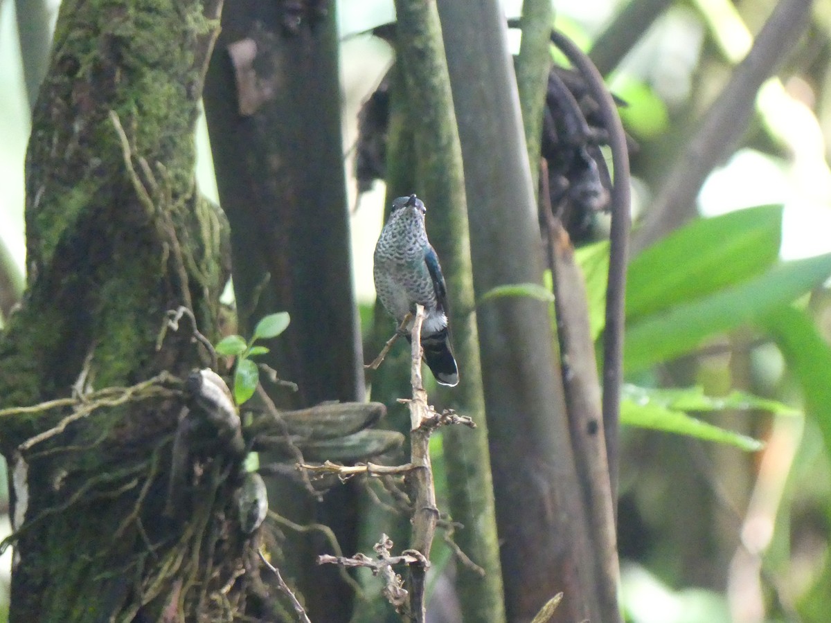 Scaly-breasted Hummingbird - ML621181670