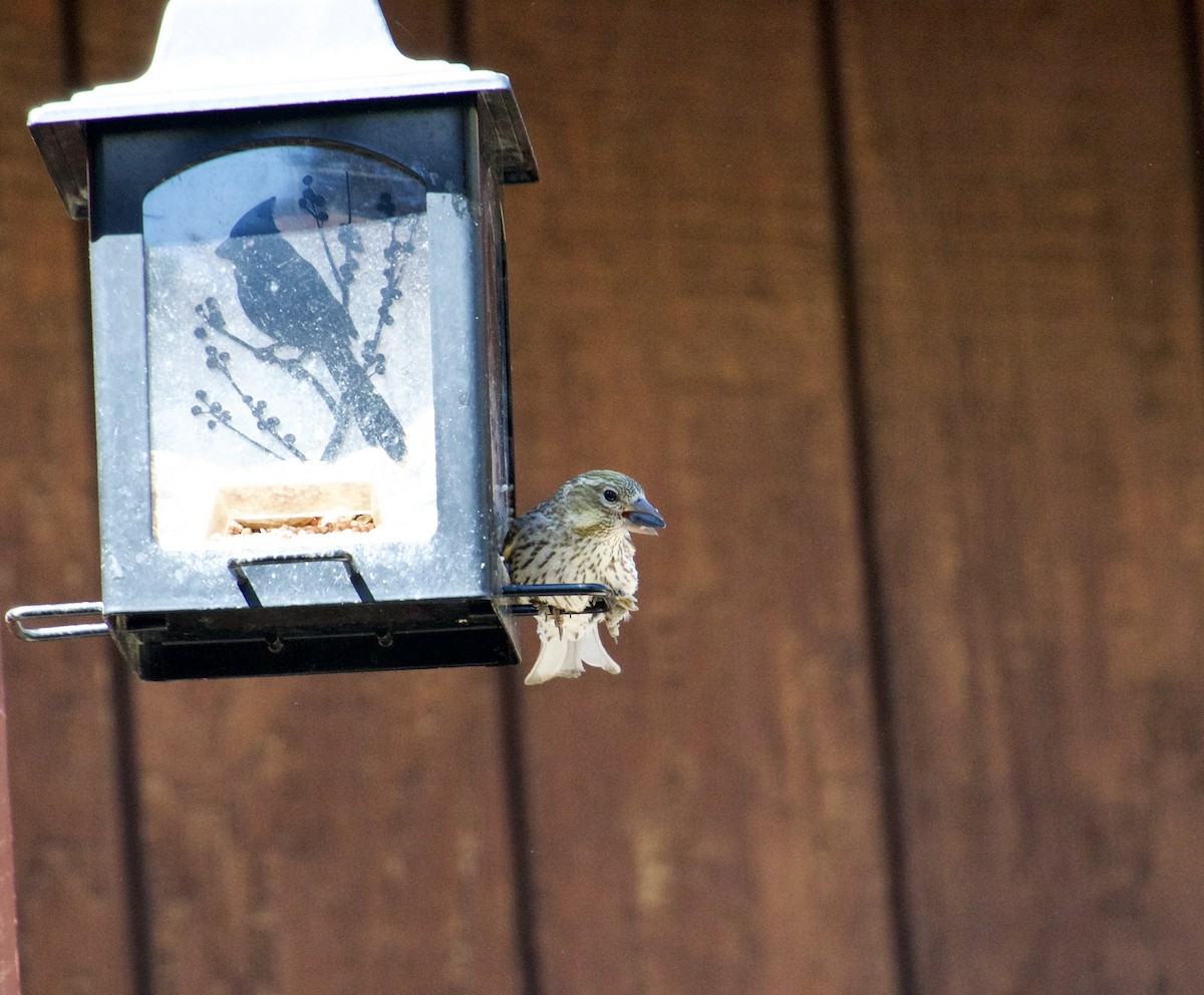 Cassin's Finch - ML621181676