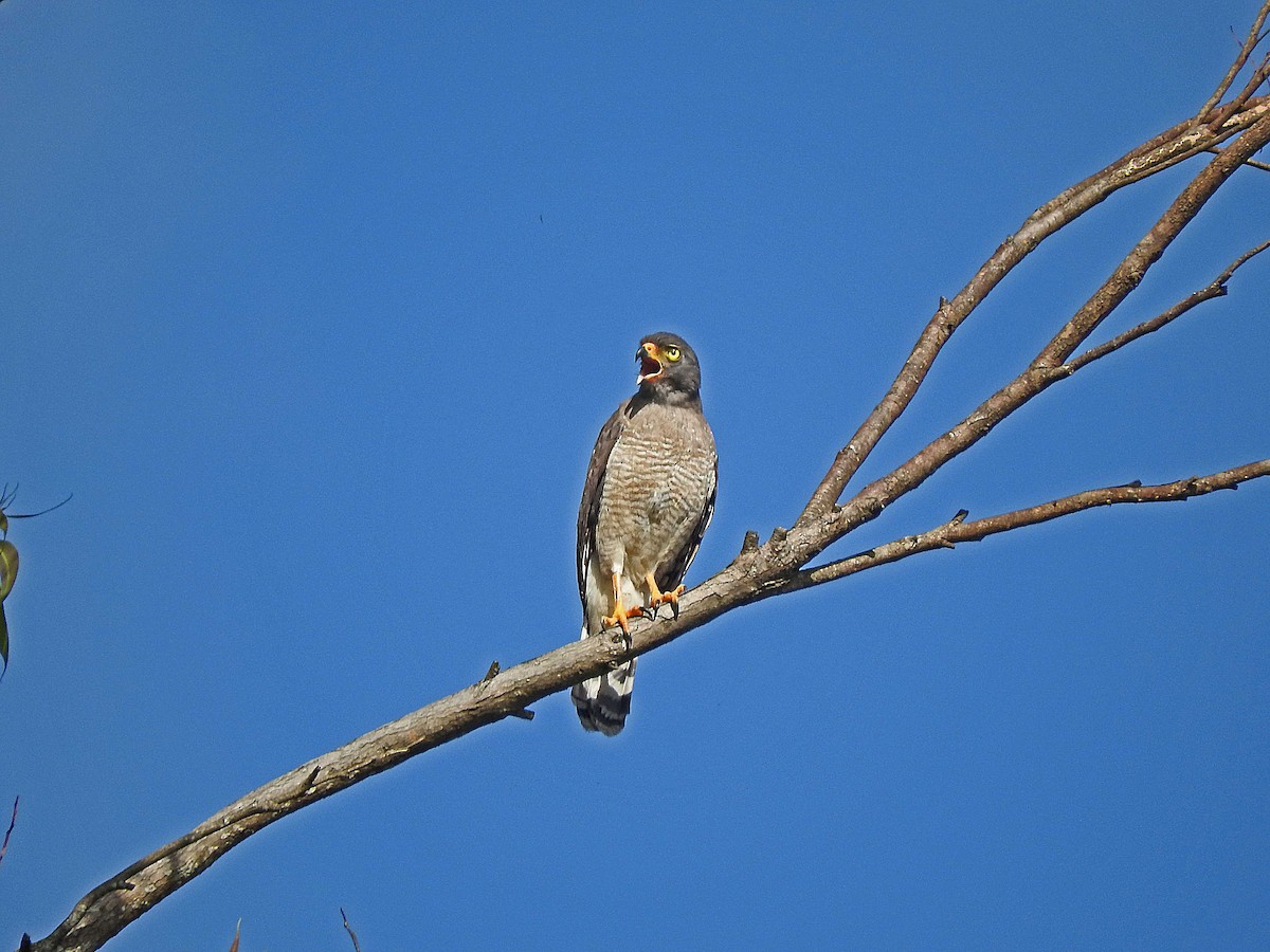 Roadside Hawk - Alfredo Rosas