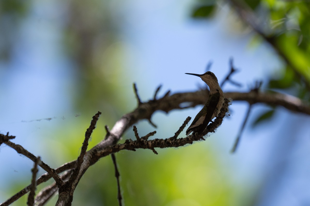 Colibrí Gorjinegro - ML621181733