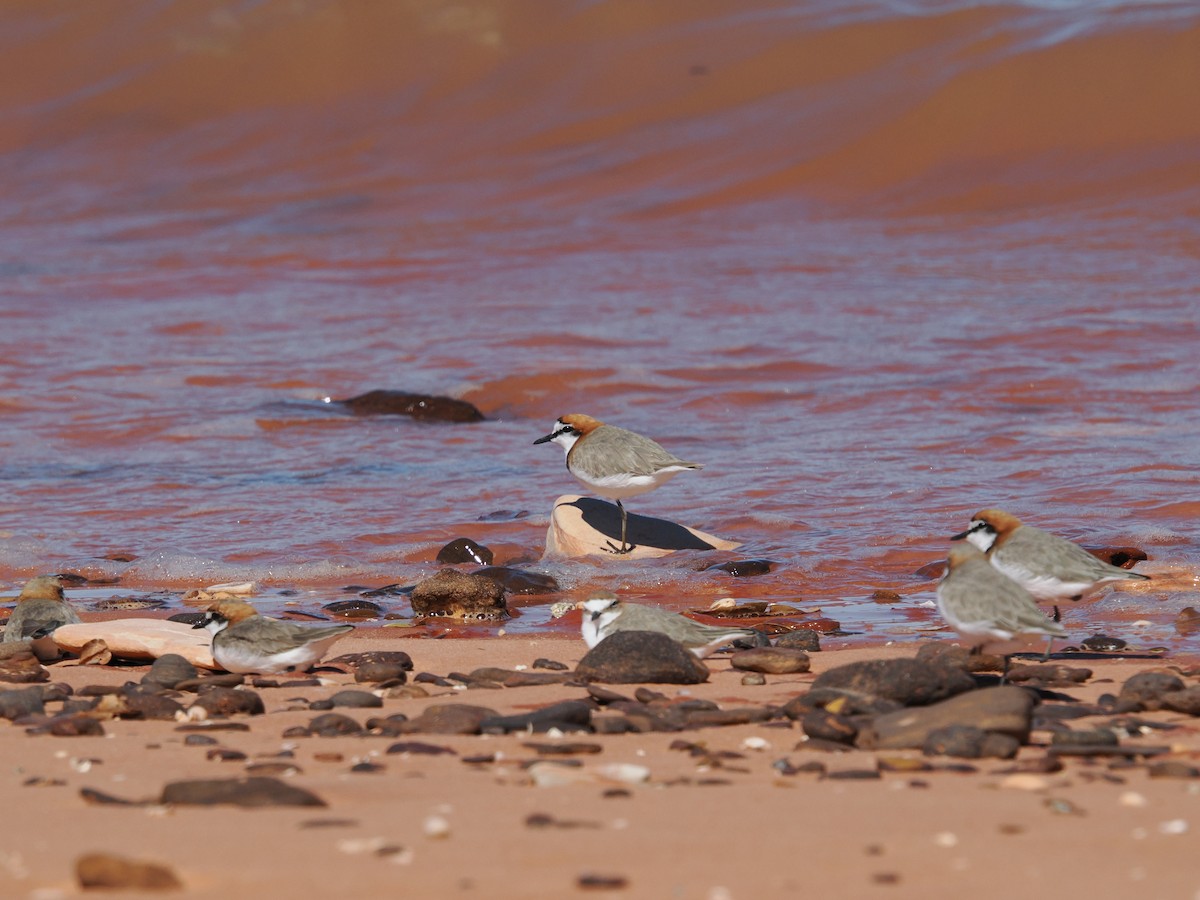 Red-capped Plover - ML621181759