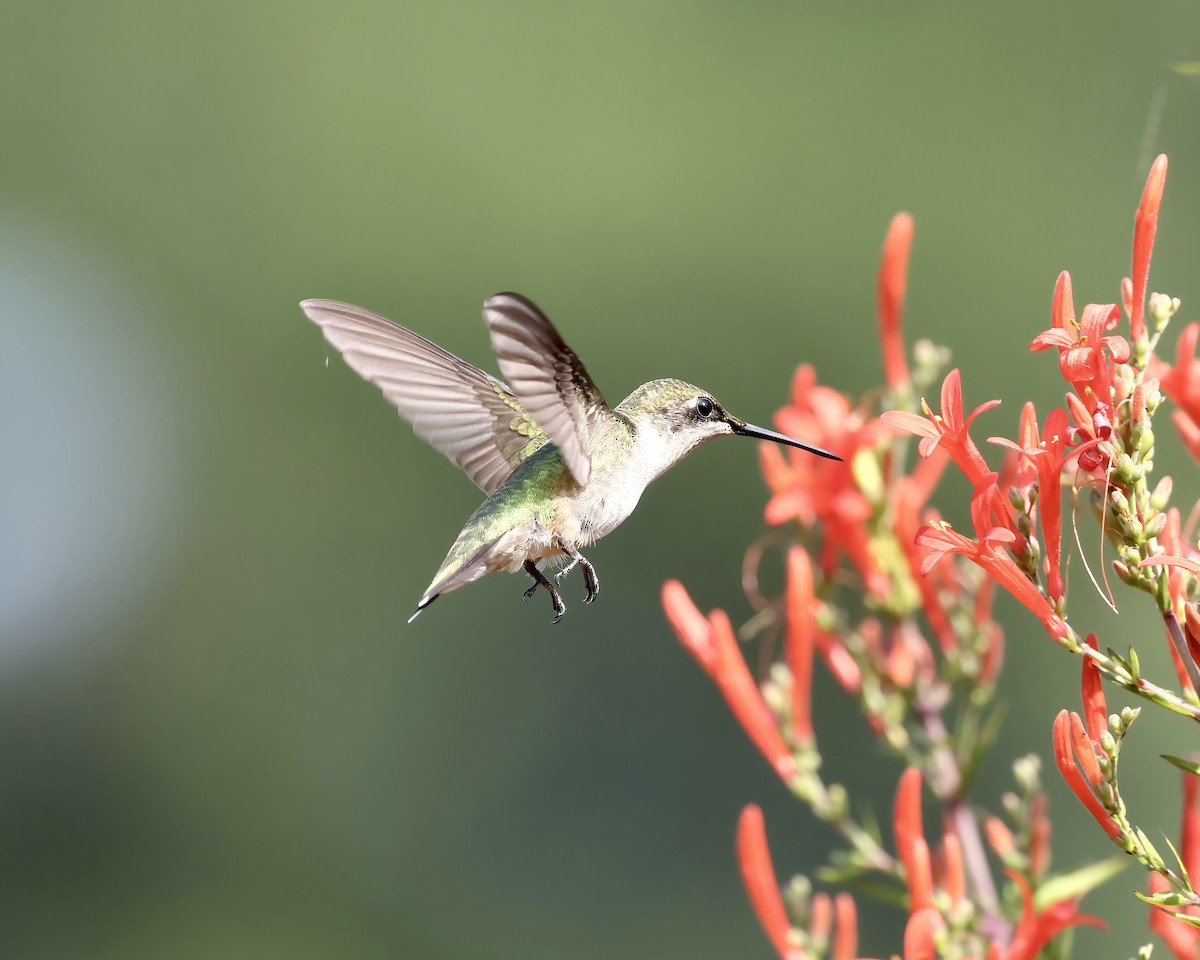 Ruby-throated Hummingbird - ML621181770