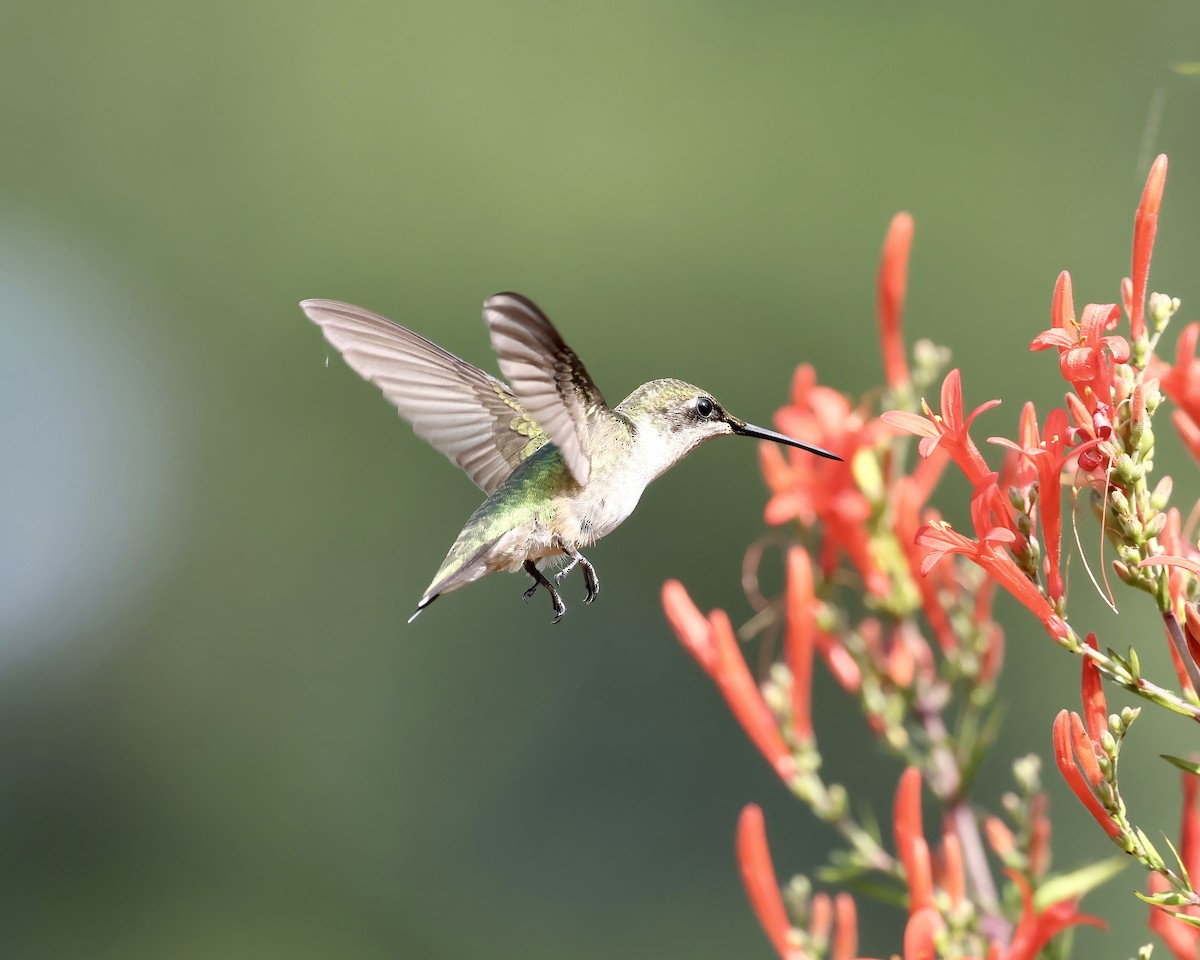 Colibrí Gorjirrubí - ML621181770