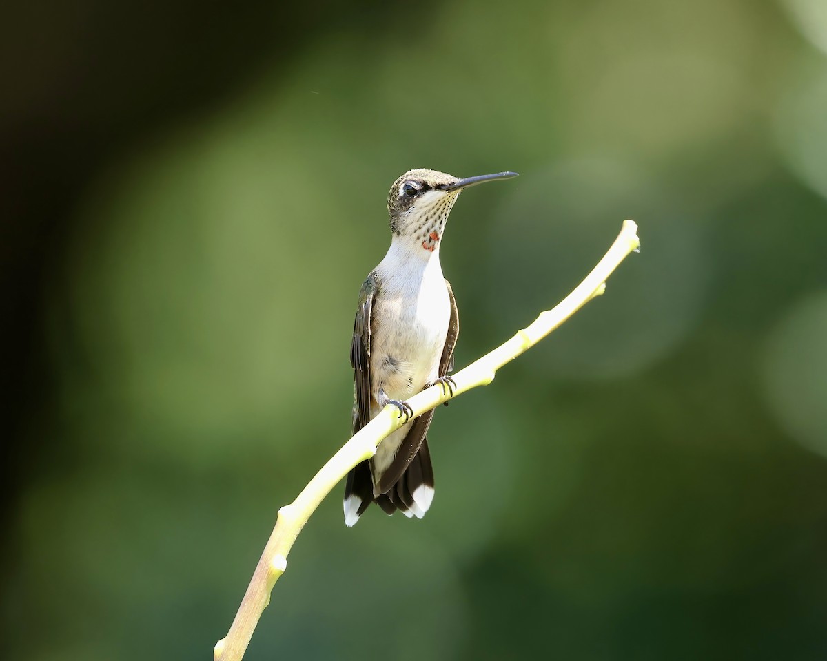 Colibrí Gorjirrubí - ML621181771