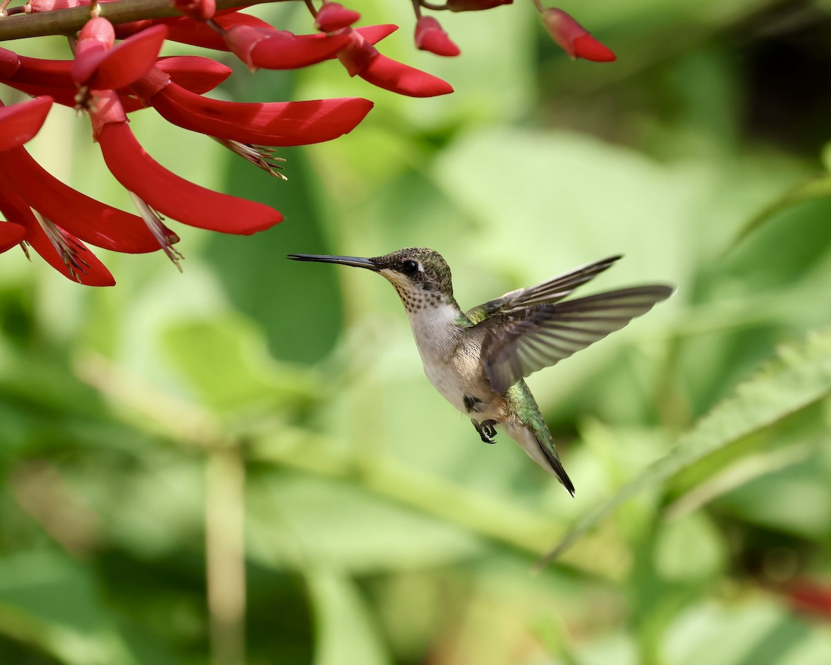 Ruby-throated Hummingbird - ML621181772