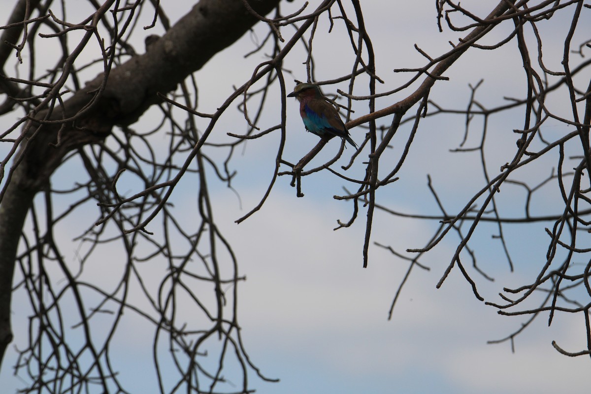 Lilac-breasted Roller - ML621181780