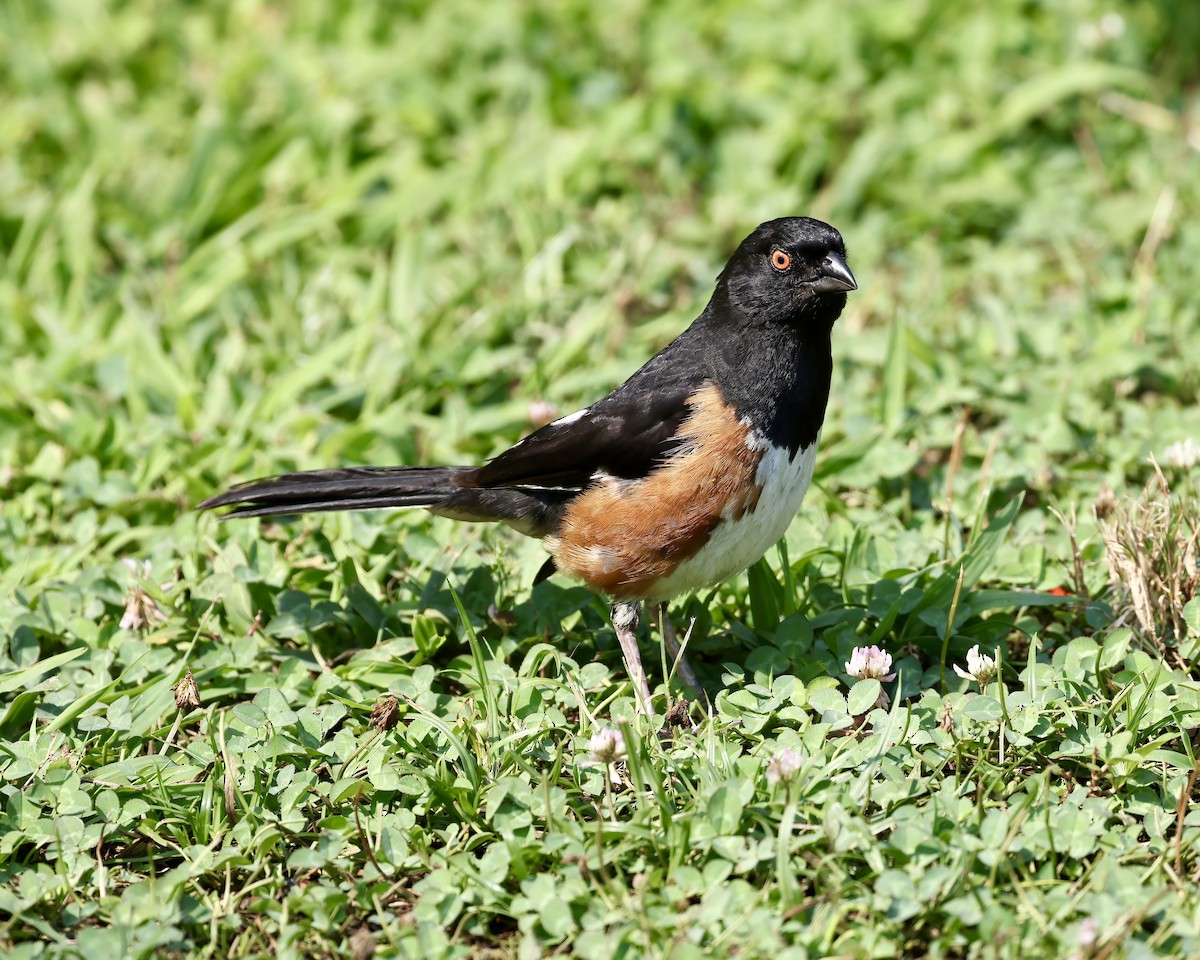 Eastern Towhee - ML621181791