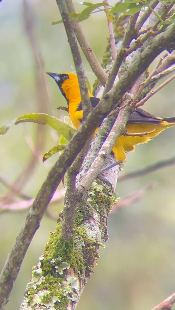 Yellow-tailed Oriole - ML621181795