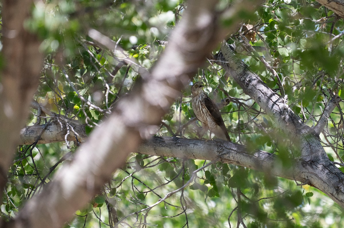 Cooper's Hawk - Isaac Boardman