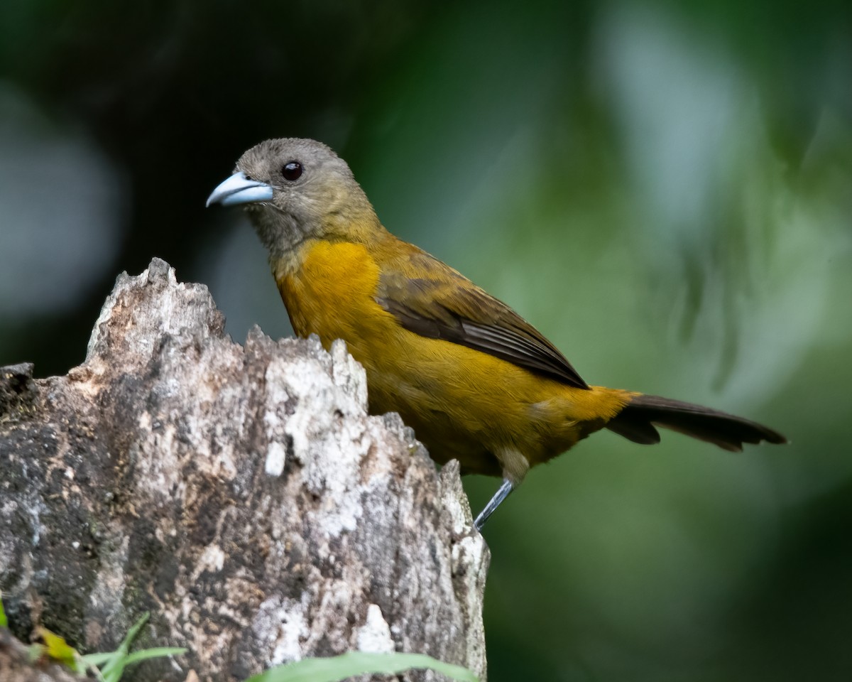 Scarlet-rumped Tanager - ML621181808