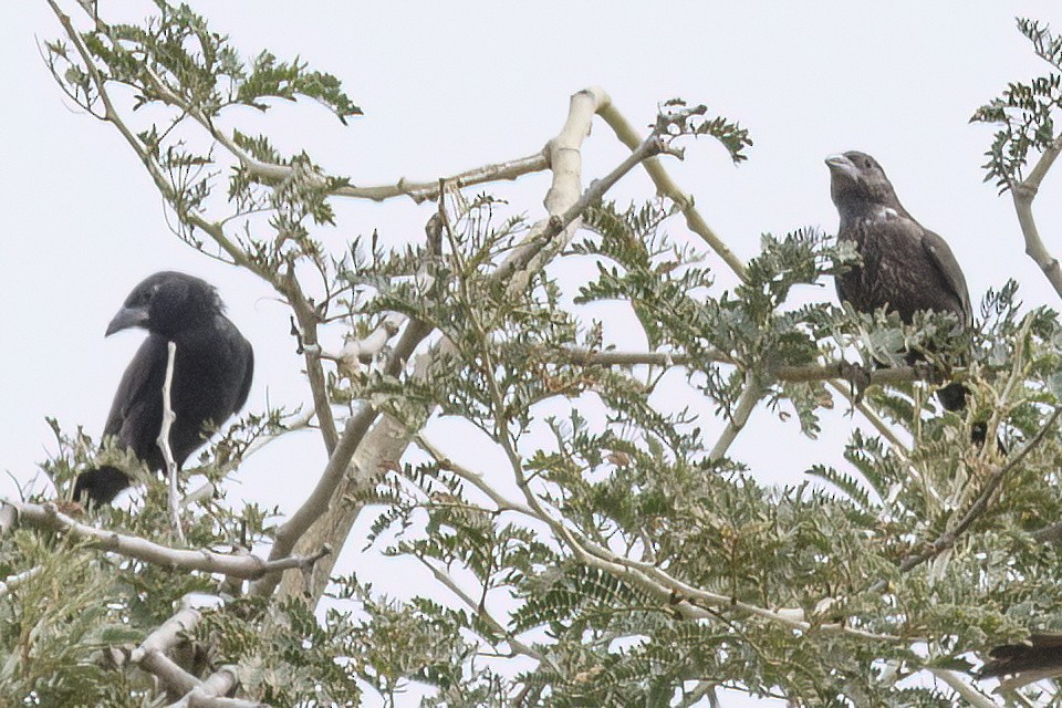 White-billed Buffalo-Weaver - Jeanne Verhulst