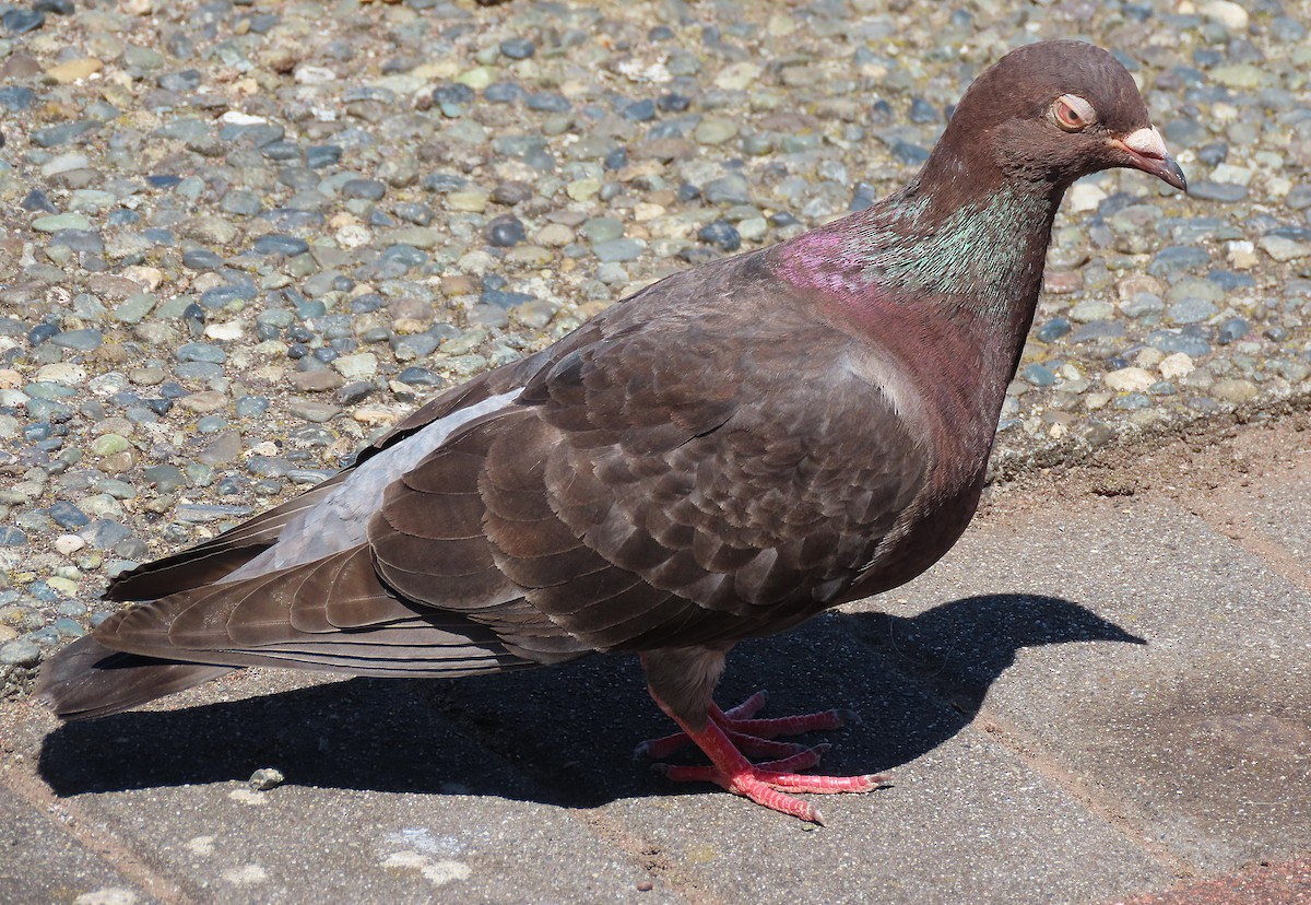 Rock Pigeon (Feral Pigeon) - ML621181882
