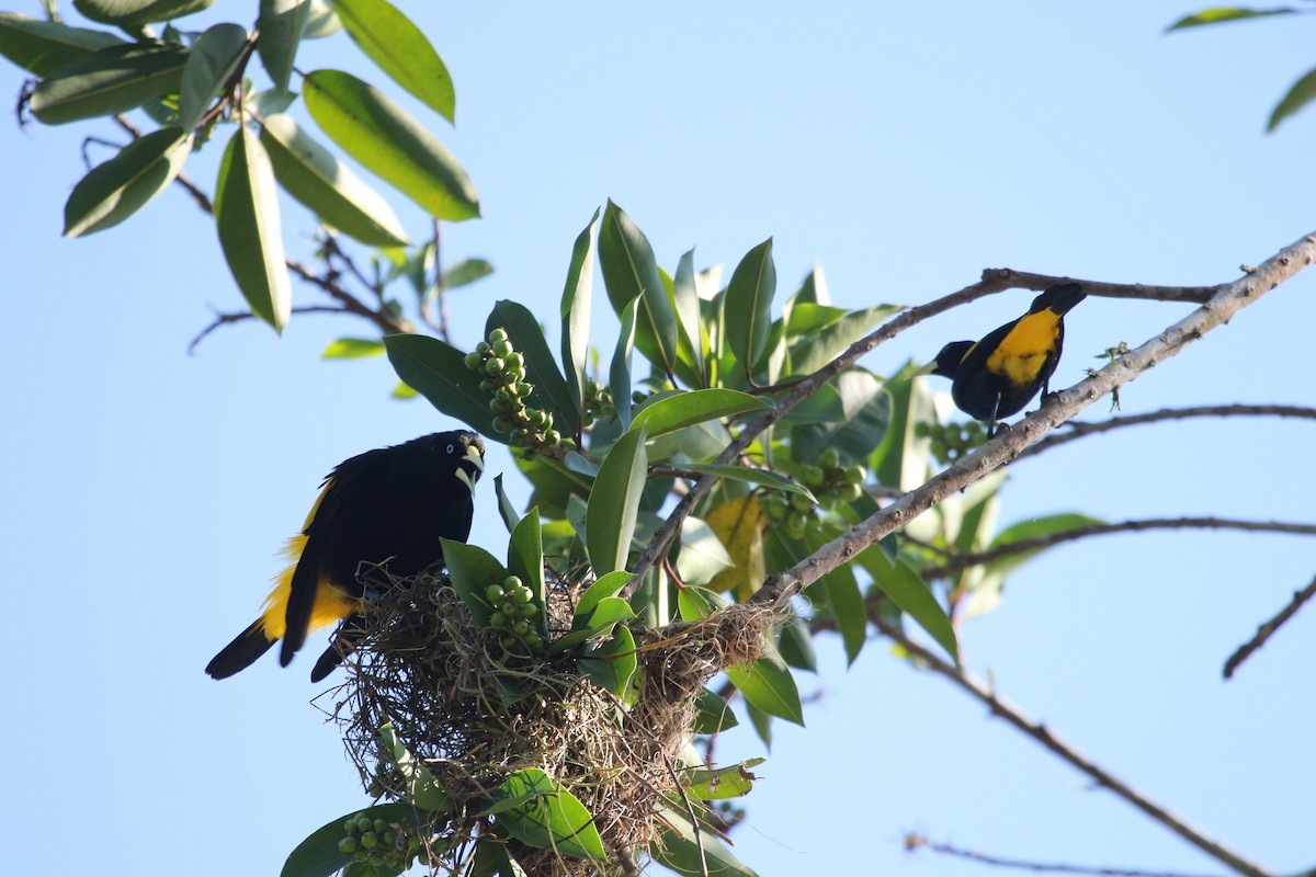 Yellow-rumped Cacique - ML621181891