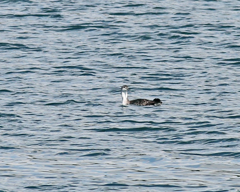 Red-throated Loon - ML621181892