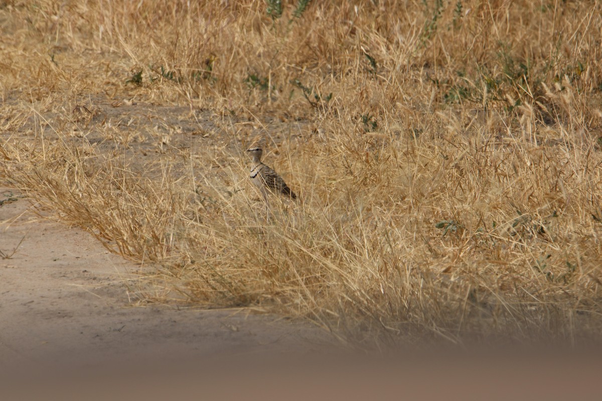 Double-banded Courser - ML621181895