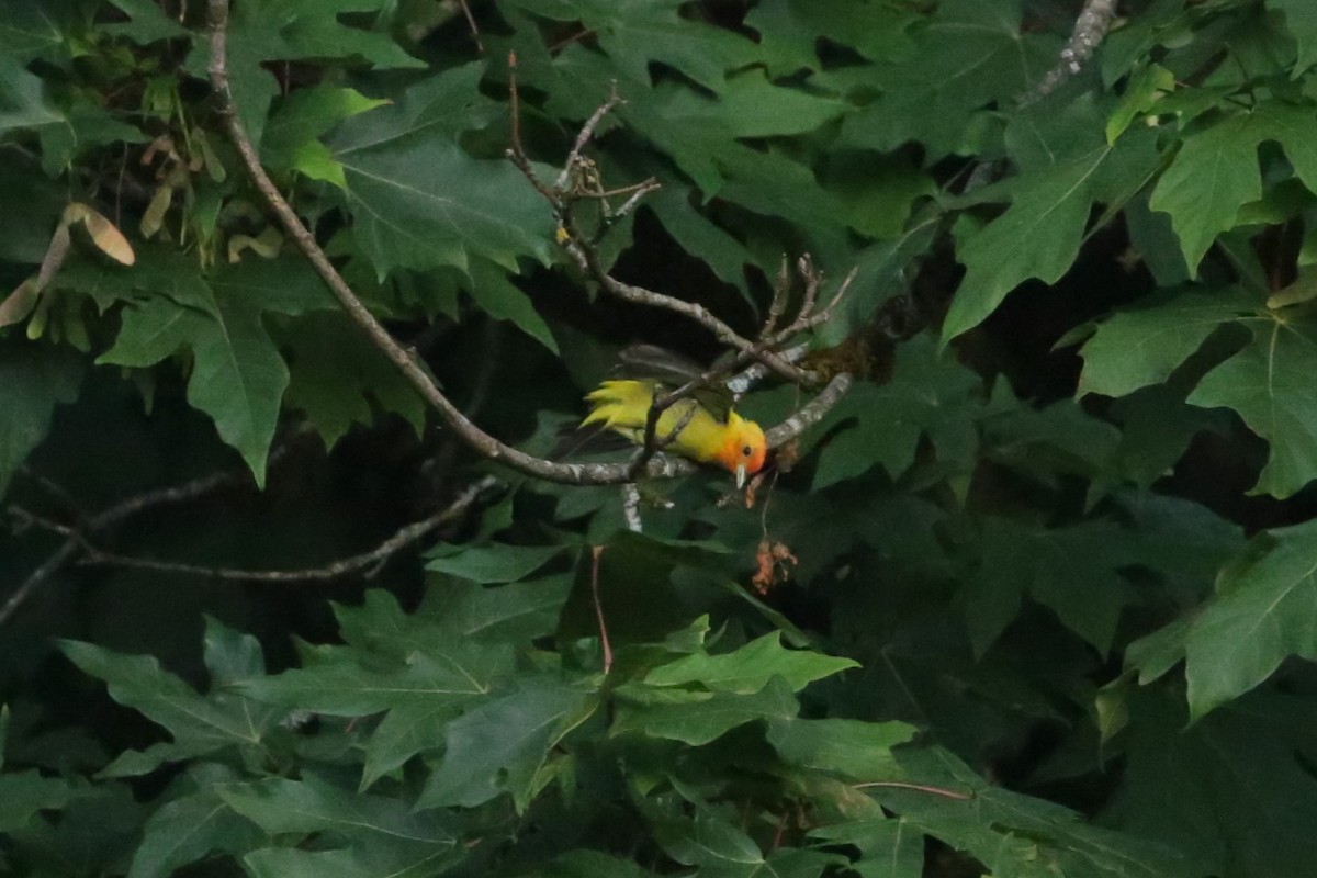 Western Tanager - ML621181904