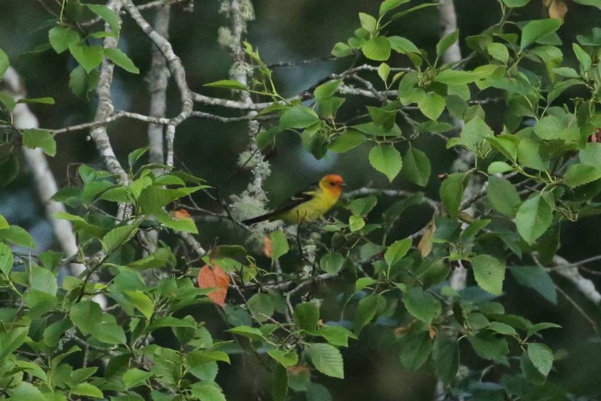 Western Tanager - ML621181905