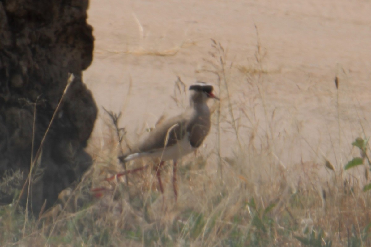 Crowned Lapwing - ML621181928