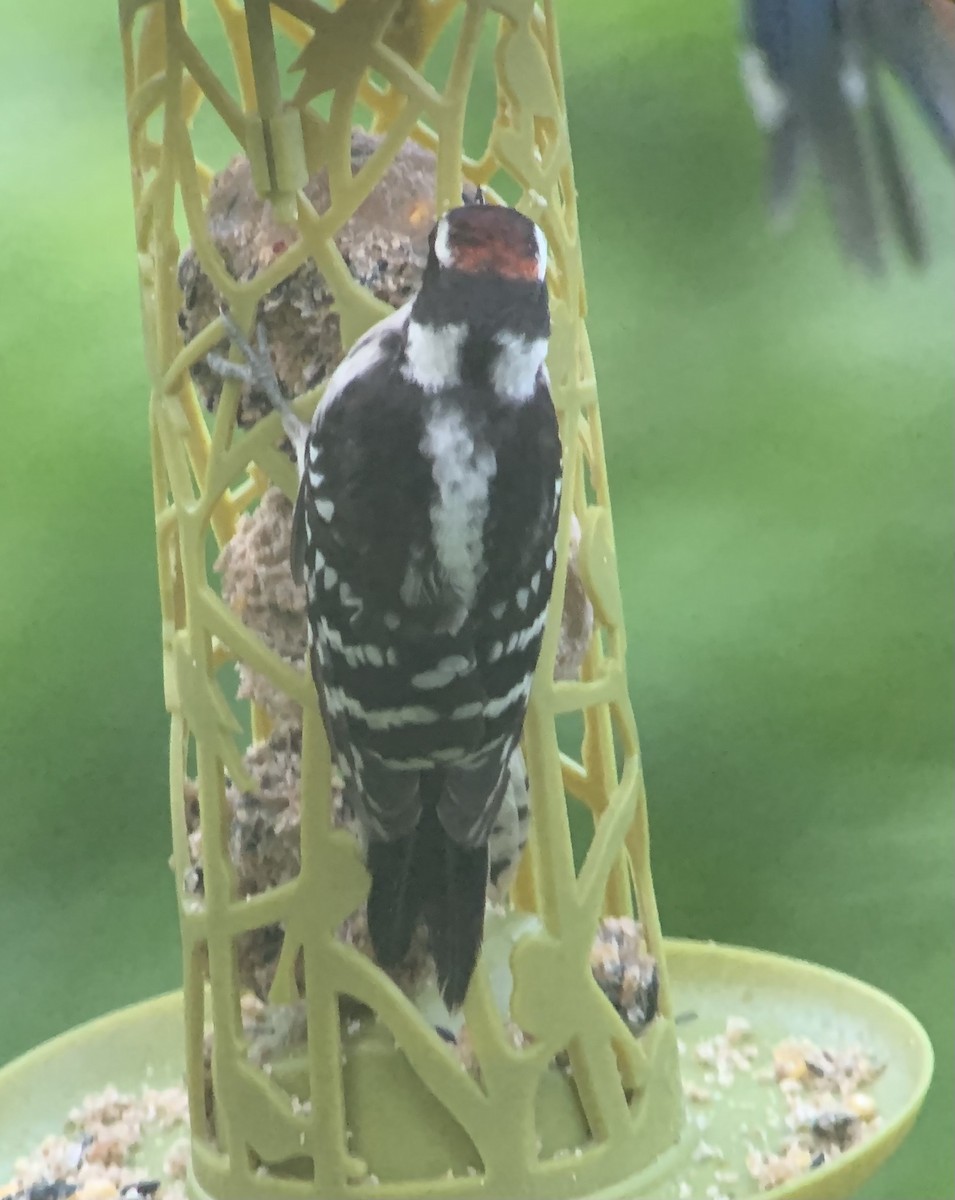Downy Woodpecker - ML621181932