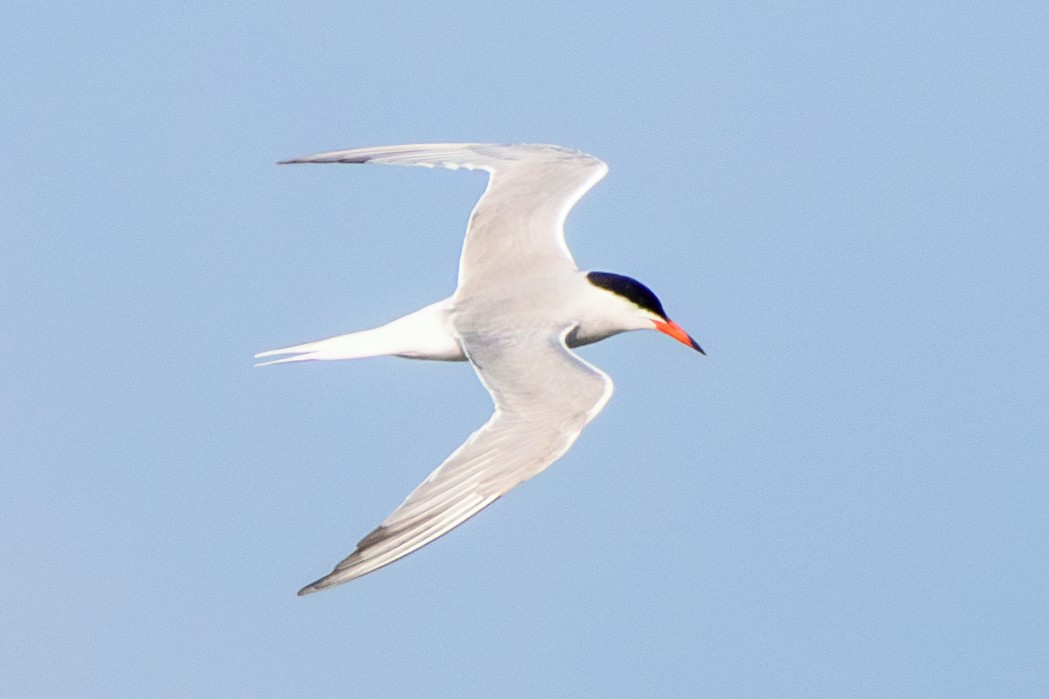 Common Tern - ML621181933