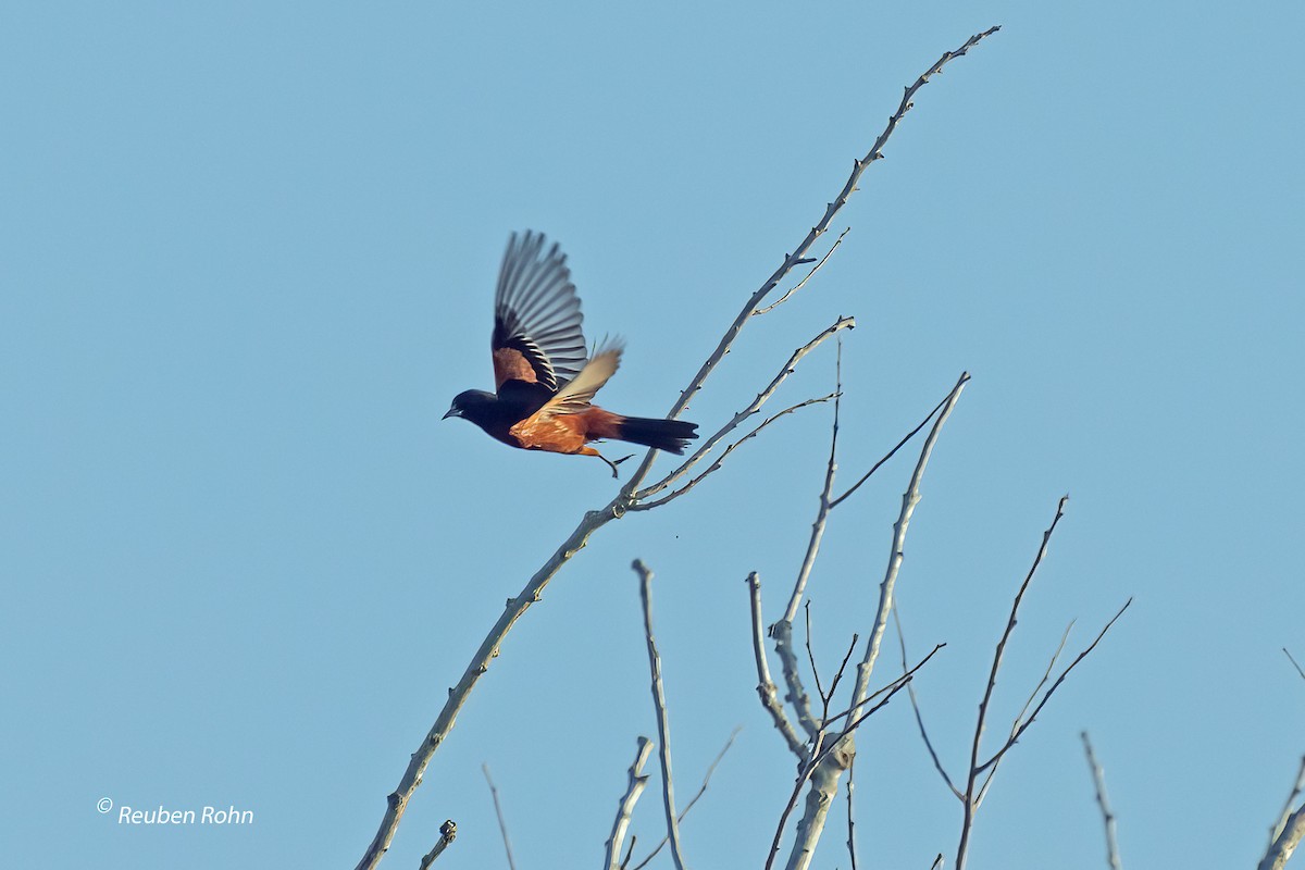 Orchard Oriole - ML621181957