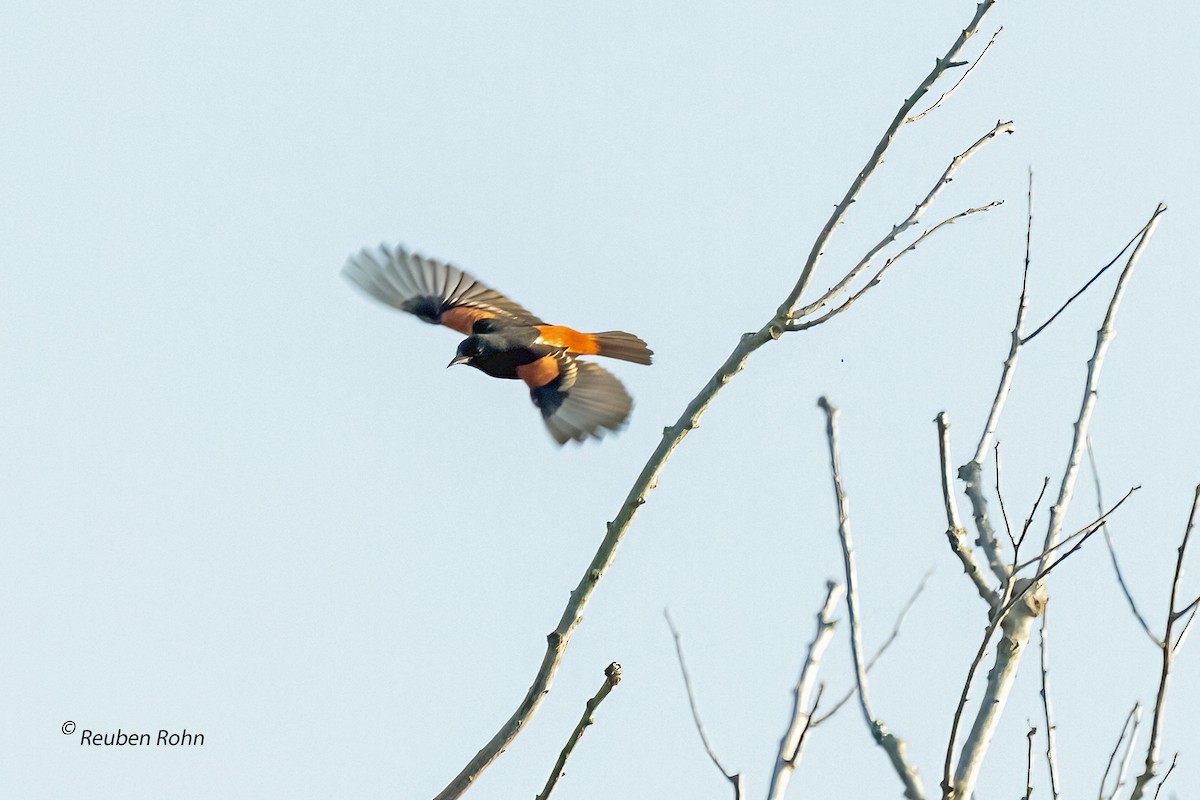 Orchard Oriole - ML621181958