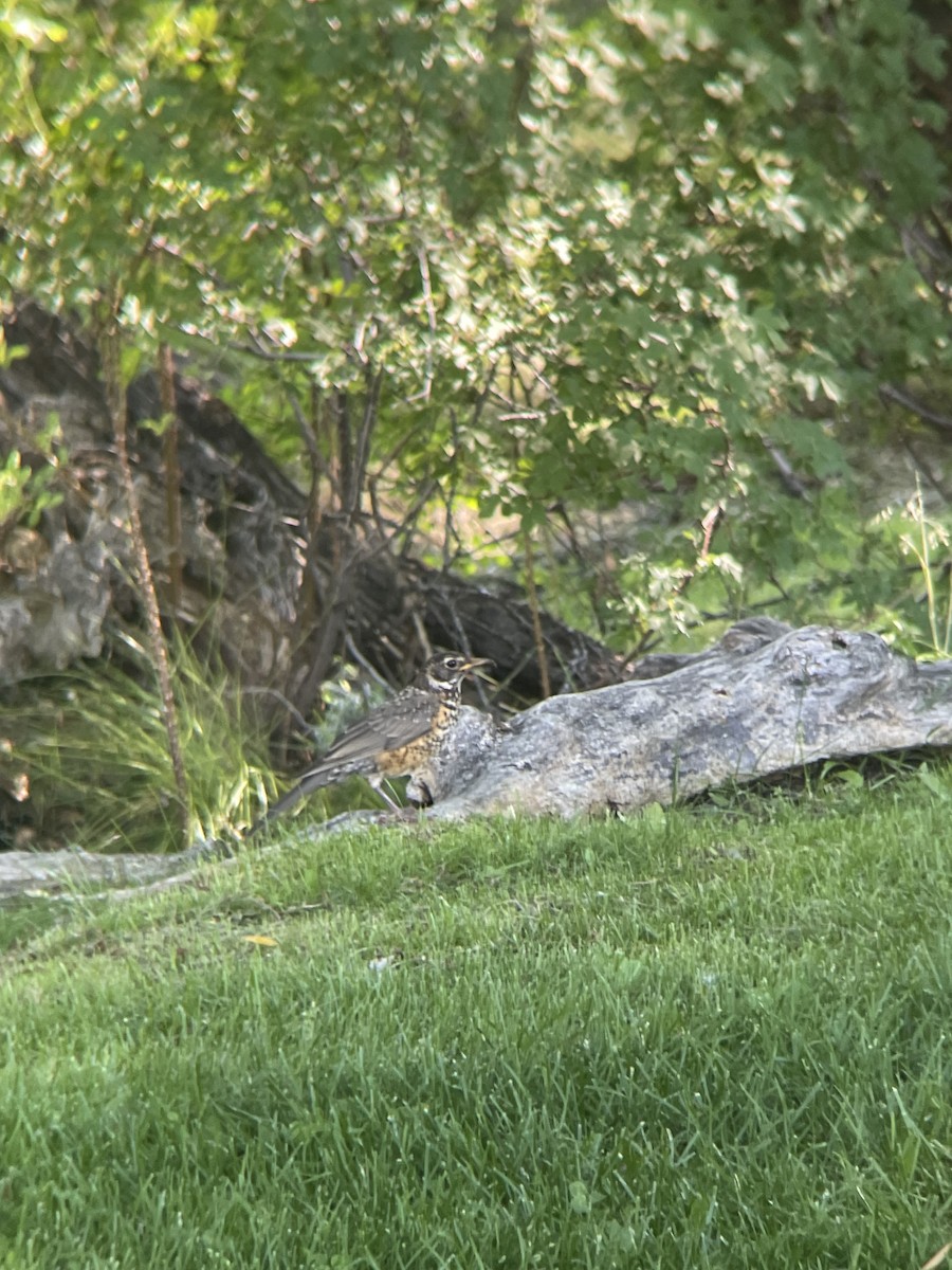American Robin - ML621181960