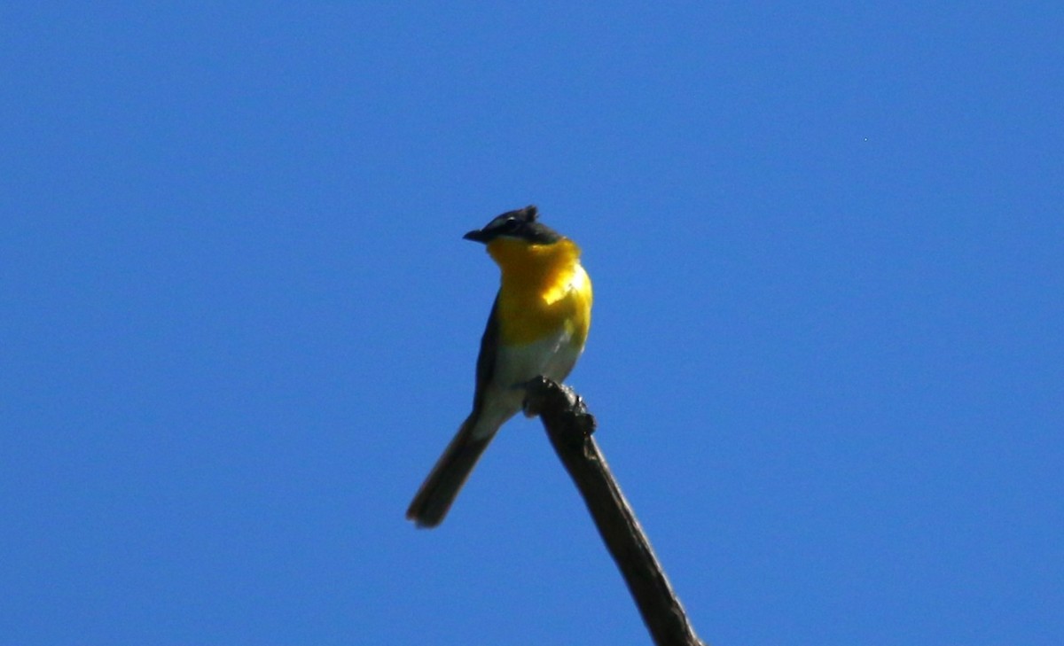 Yellow-breasted Chat - ML621181966