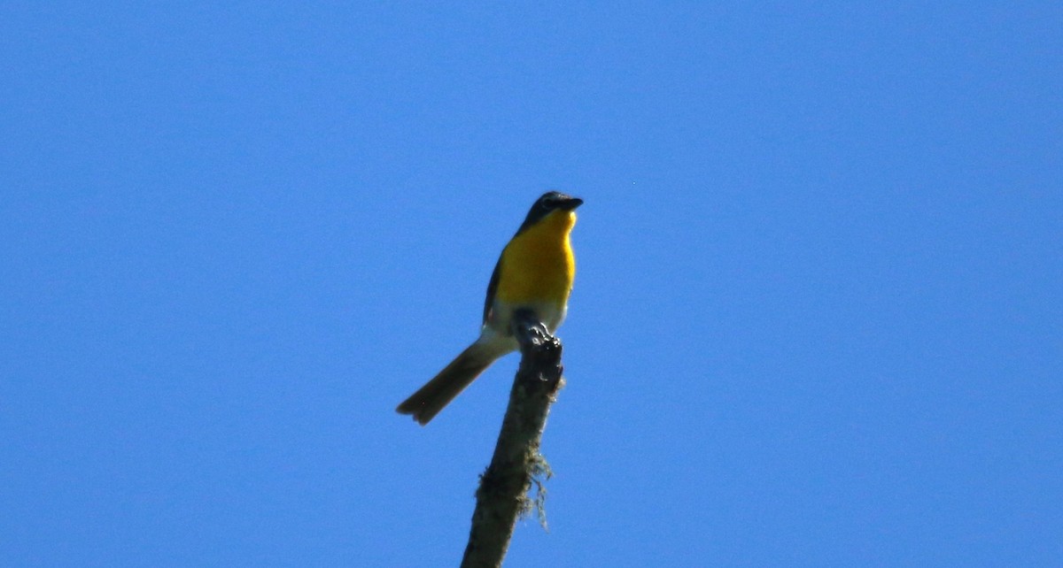 Yellow-breasted Chat - ML621181974