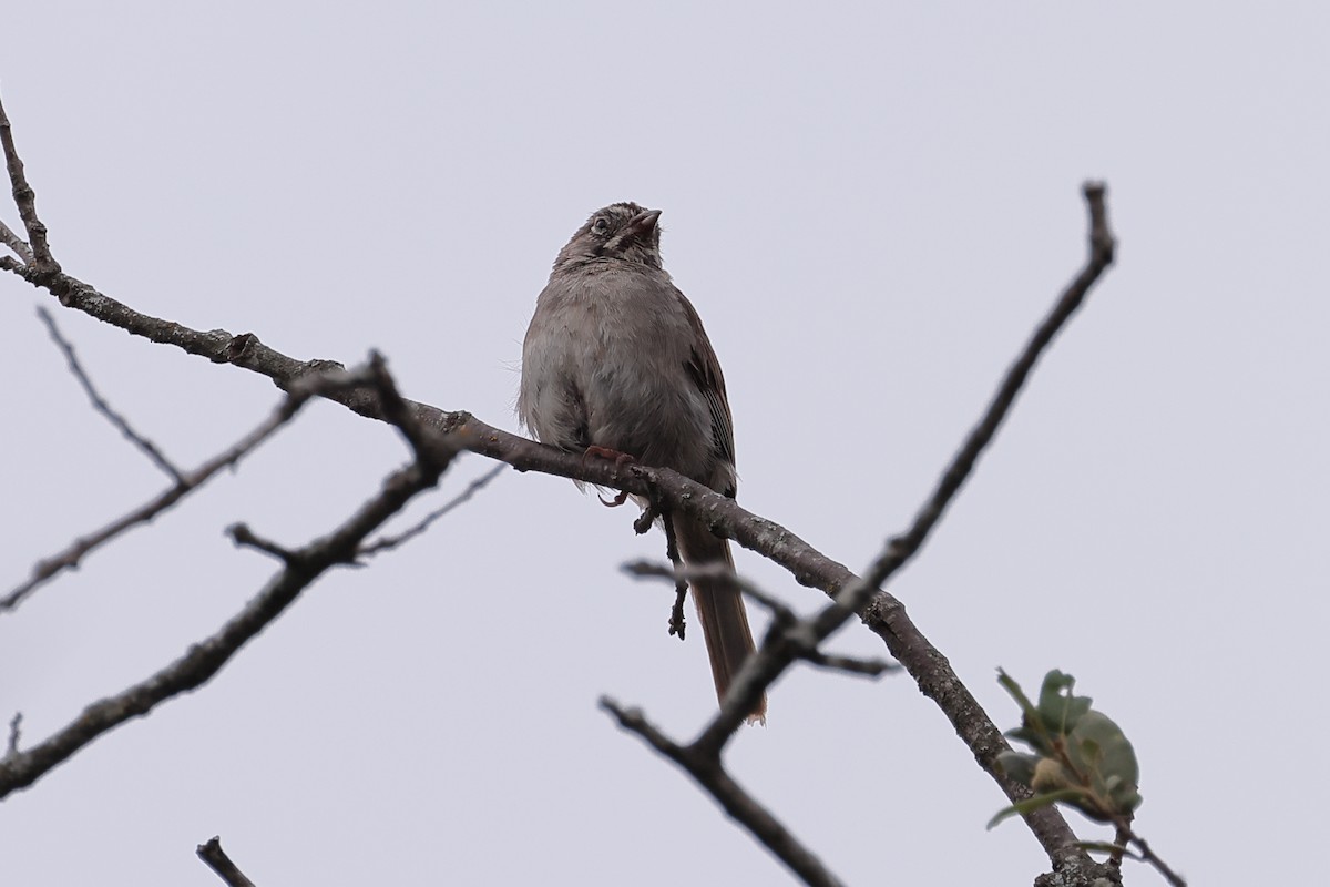 Rufous-crowned Sparrow - ML621181976