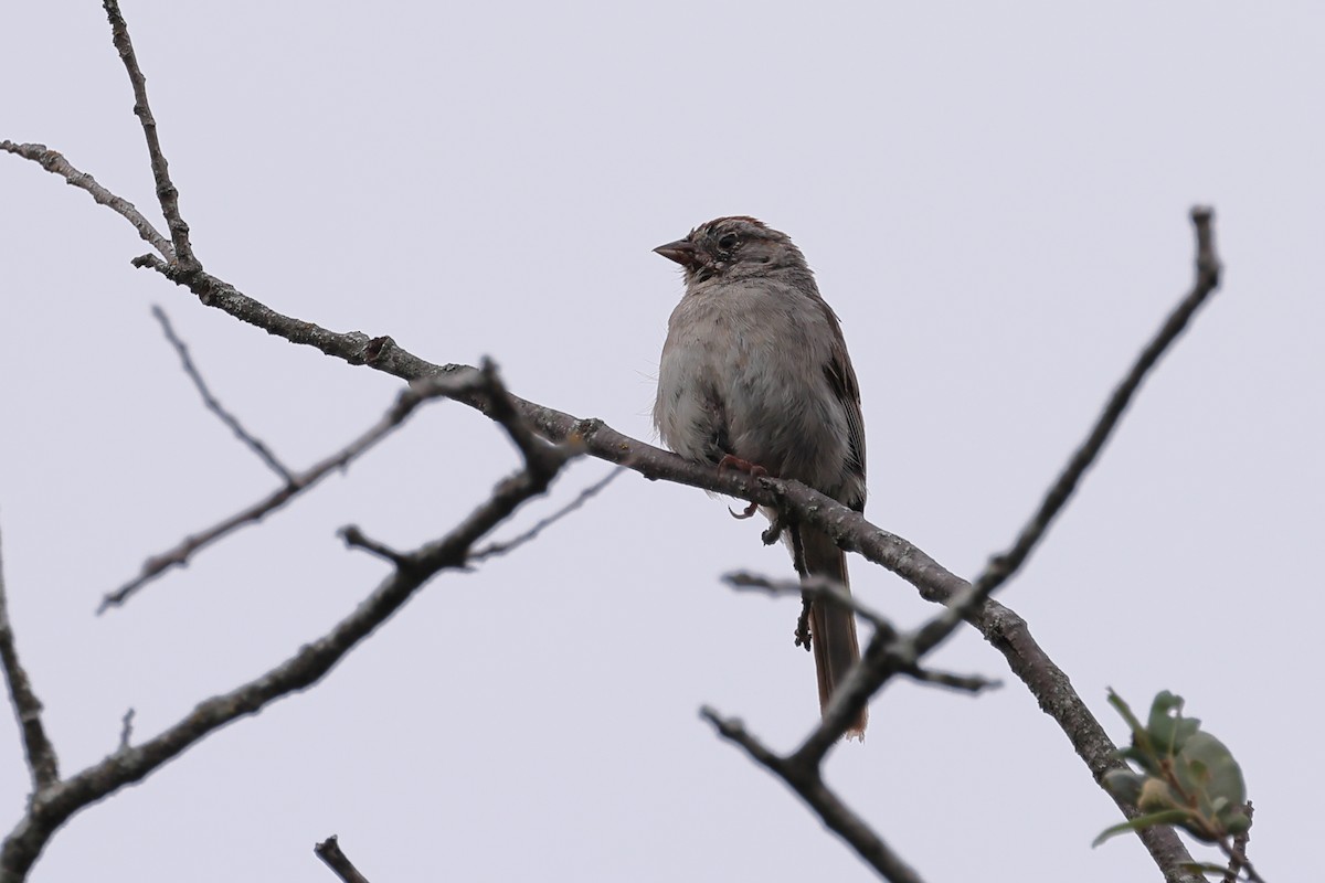 Rufous-crowned Sparrow - ML621181980