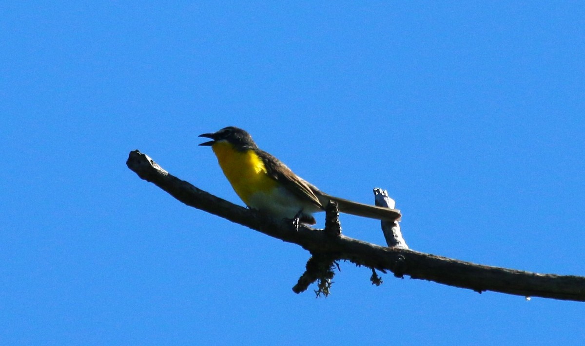 Yellow-breasted Chat - ML621181986