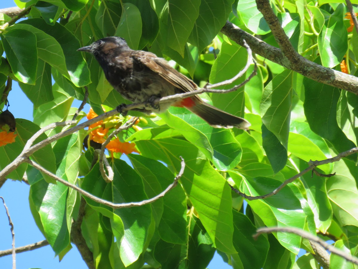 Red-vented Bulbul - ML621181990