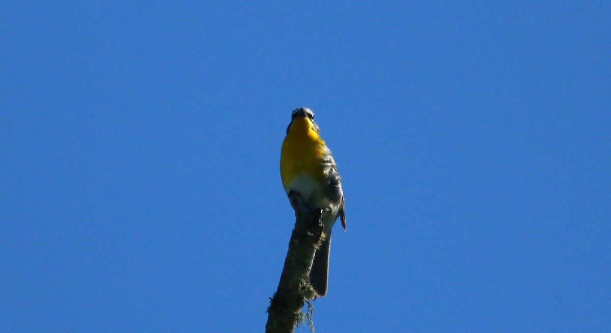 Yellow-breasted Chat - ML621182013