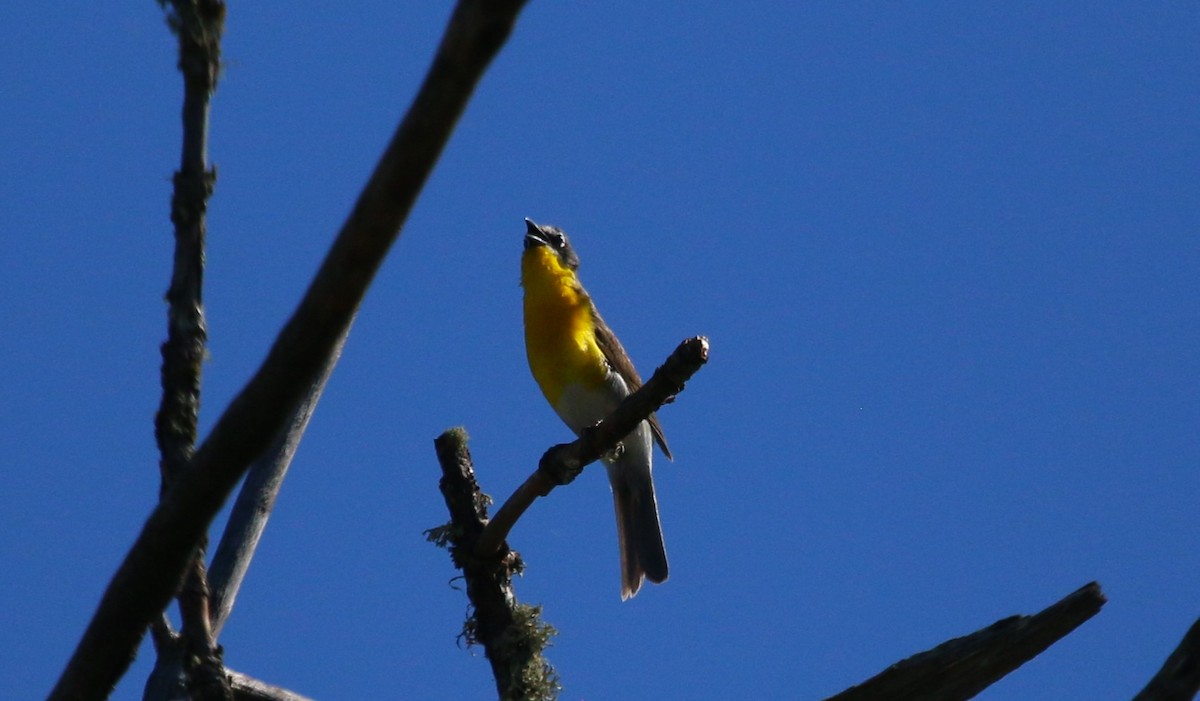 Yellow-breasted Chat - Nels Nelson