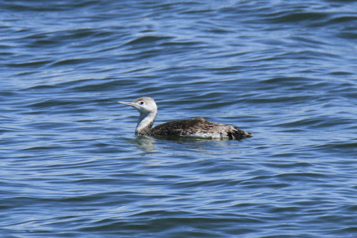 Red-throated Loon - ML621182027