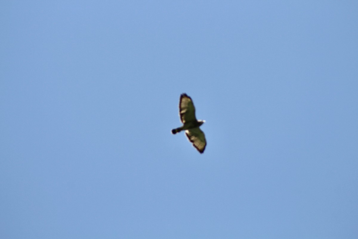 Broad-winged Hawk - ML621182131