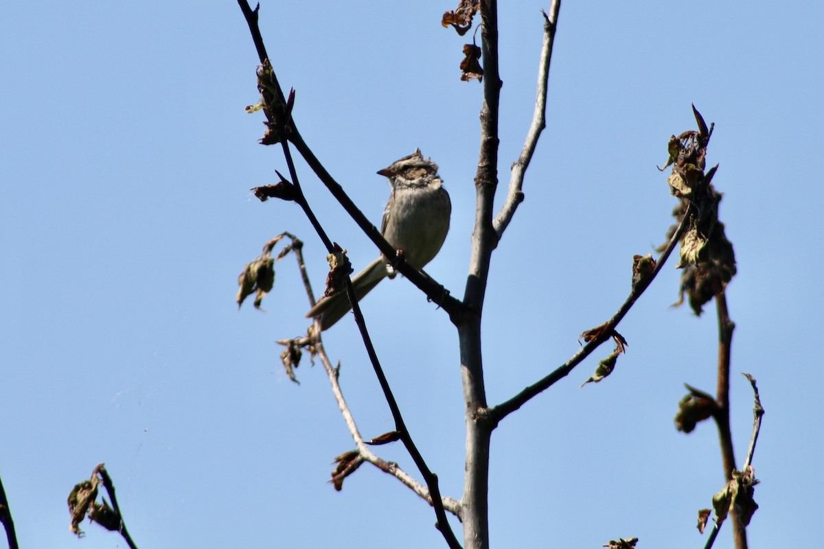 Clay-colored Sparrow - ML621182151