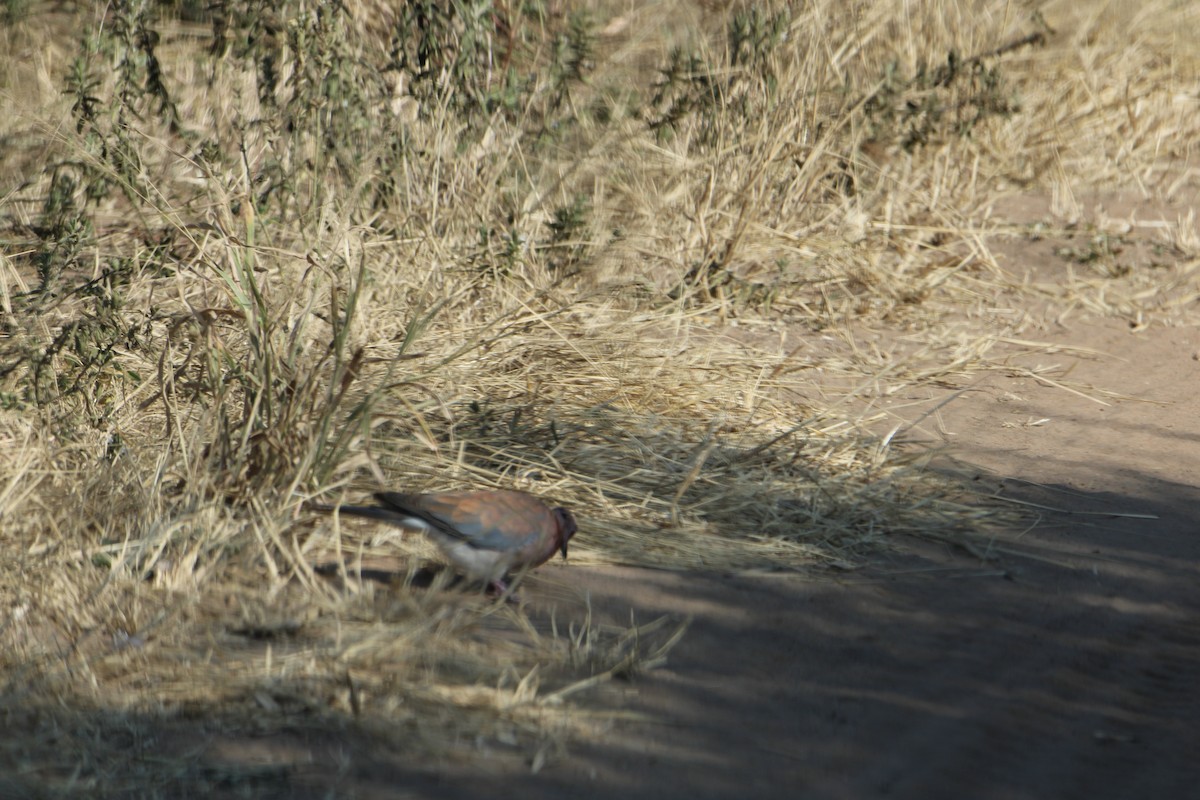 Laughing Dove - ML621182159