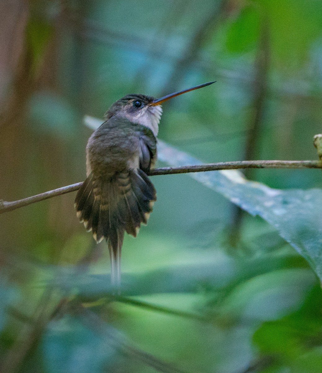 kolibřík šídlozobý - ML621182160
